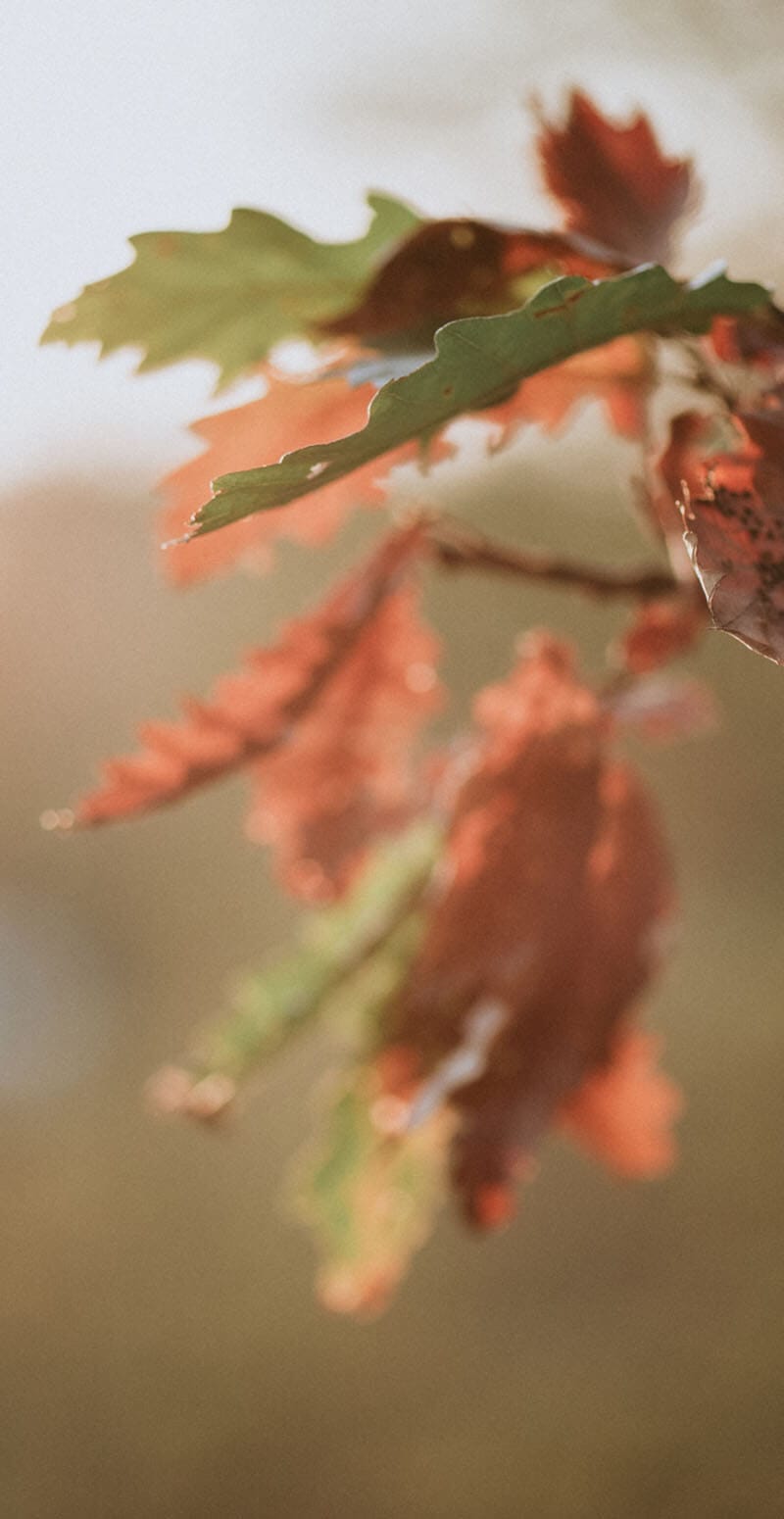 coaching-leaves